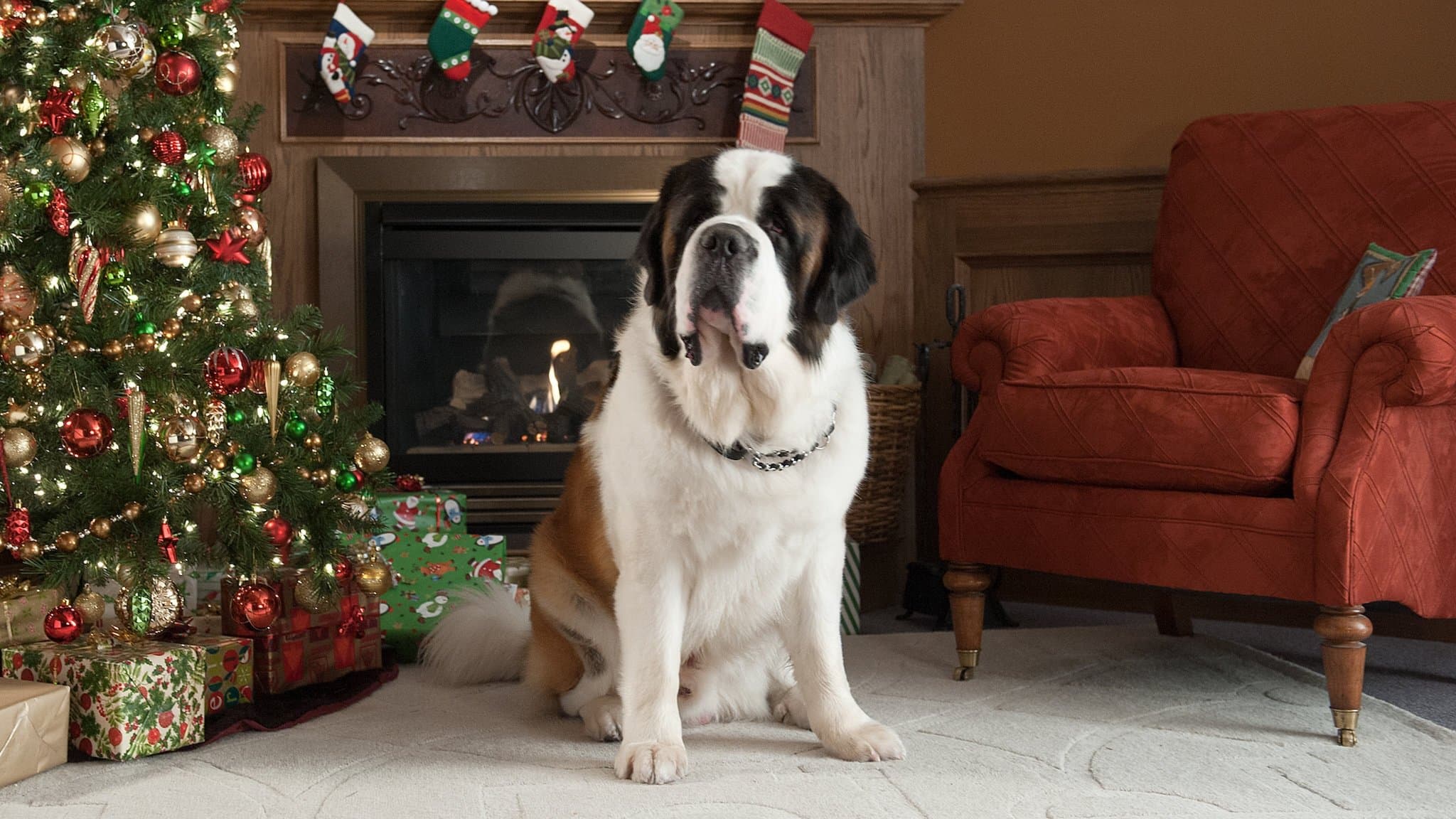 Beethoven - L'avventura di Natale