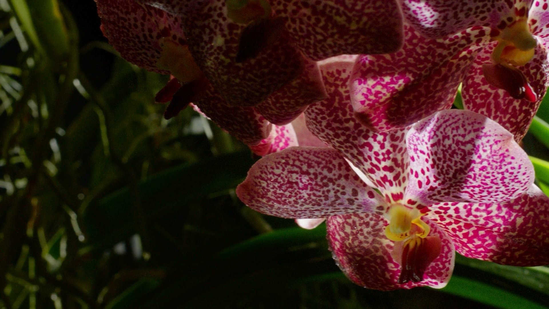 Nel regno segreto delle piante