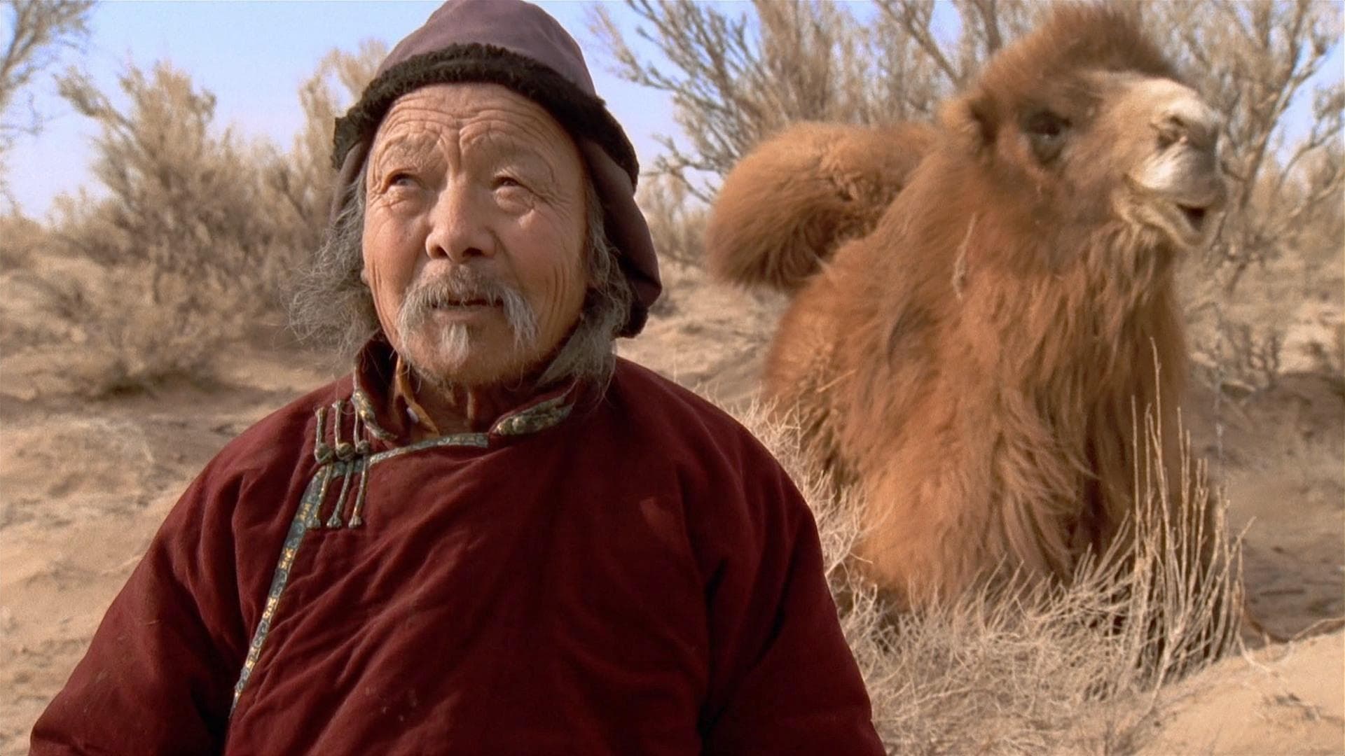 La storia del cammello che piange