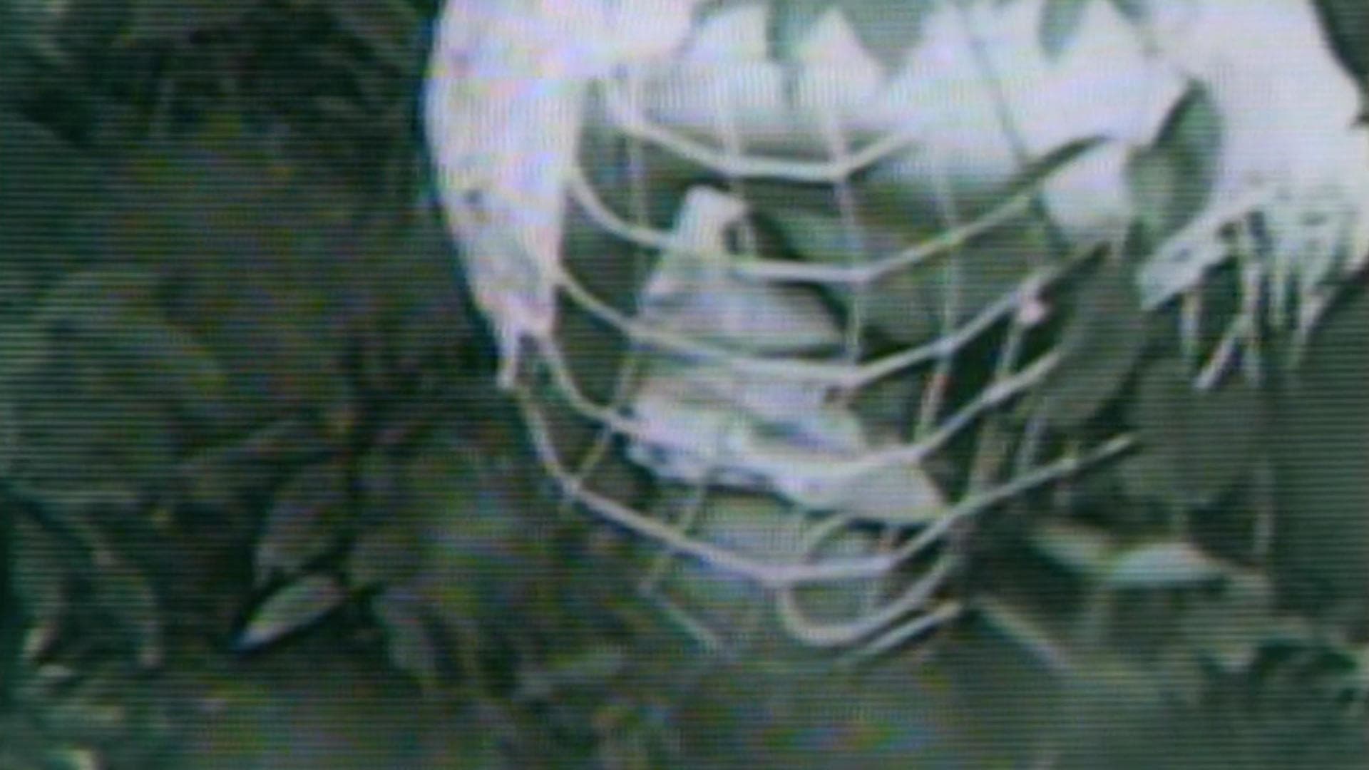 Guinea Pig: The Devil's Experiment