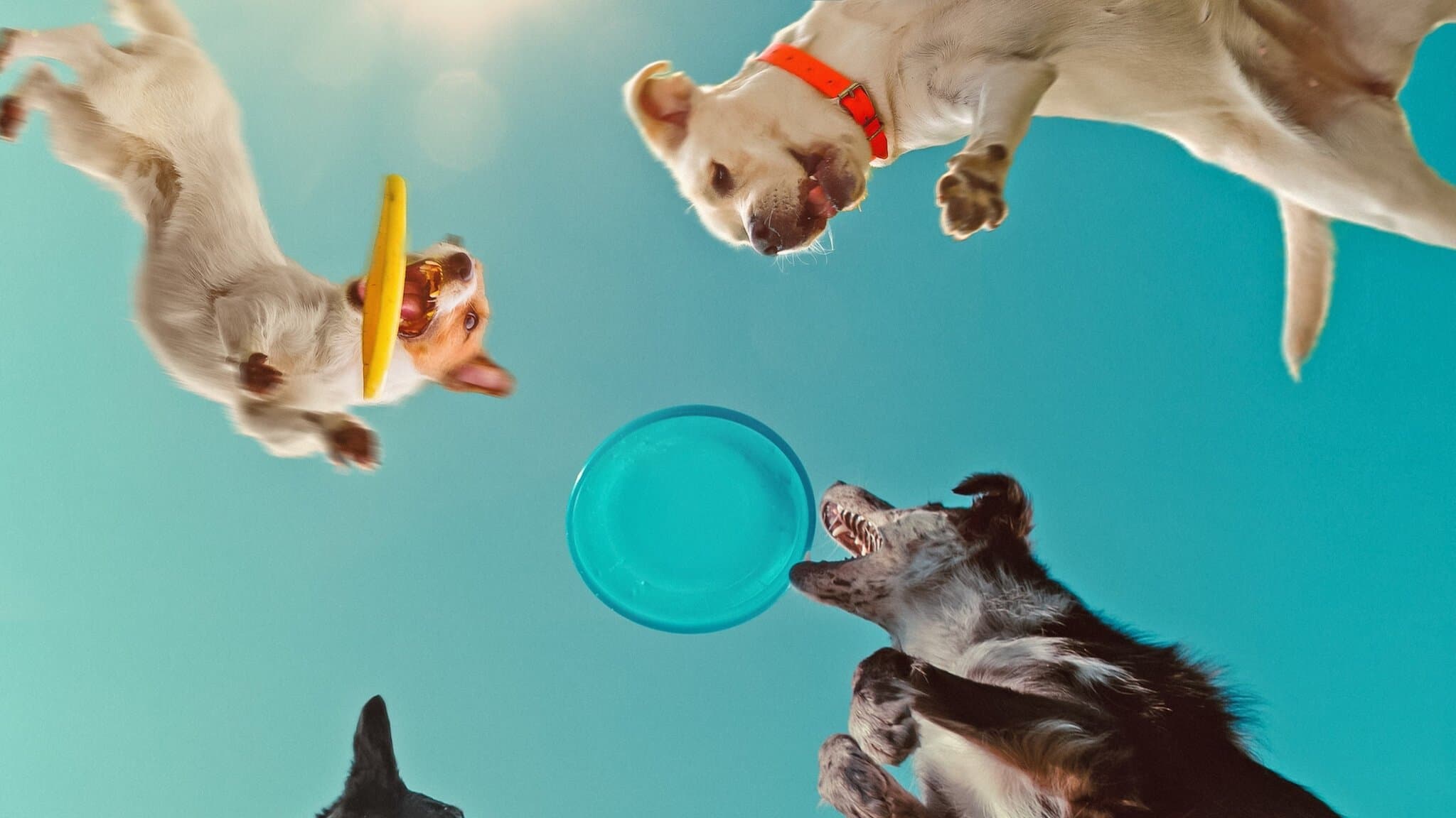 Nella mente di un cane