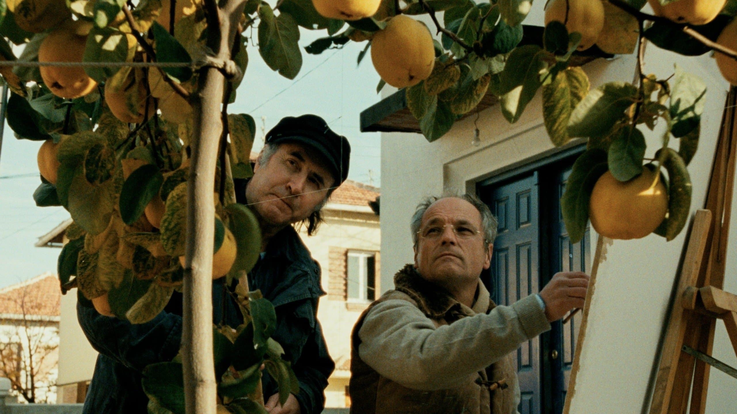 Il sole della mela cotogna