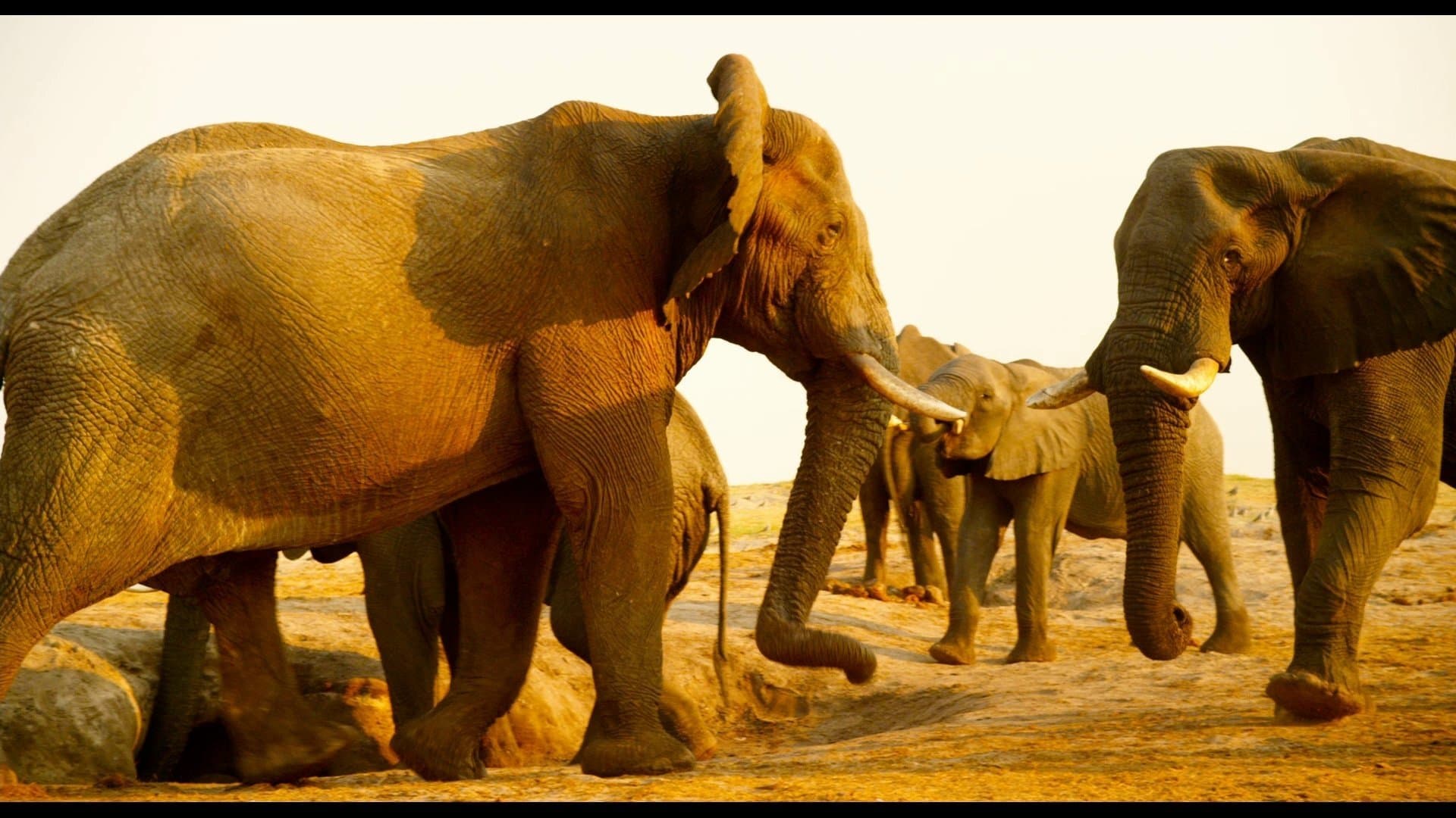 Pianeta Natura - Enchanted Kingdom