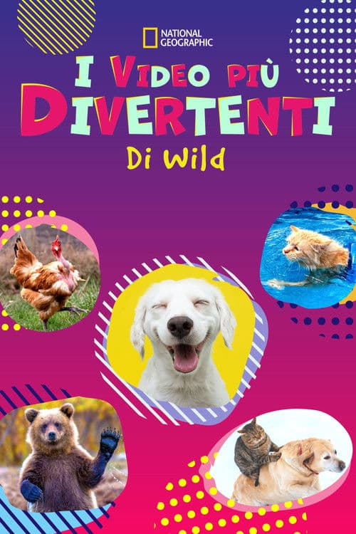 I video più divertenti di Wild